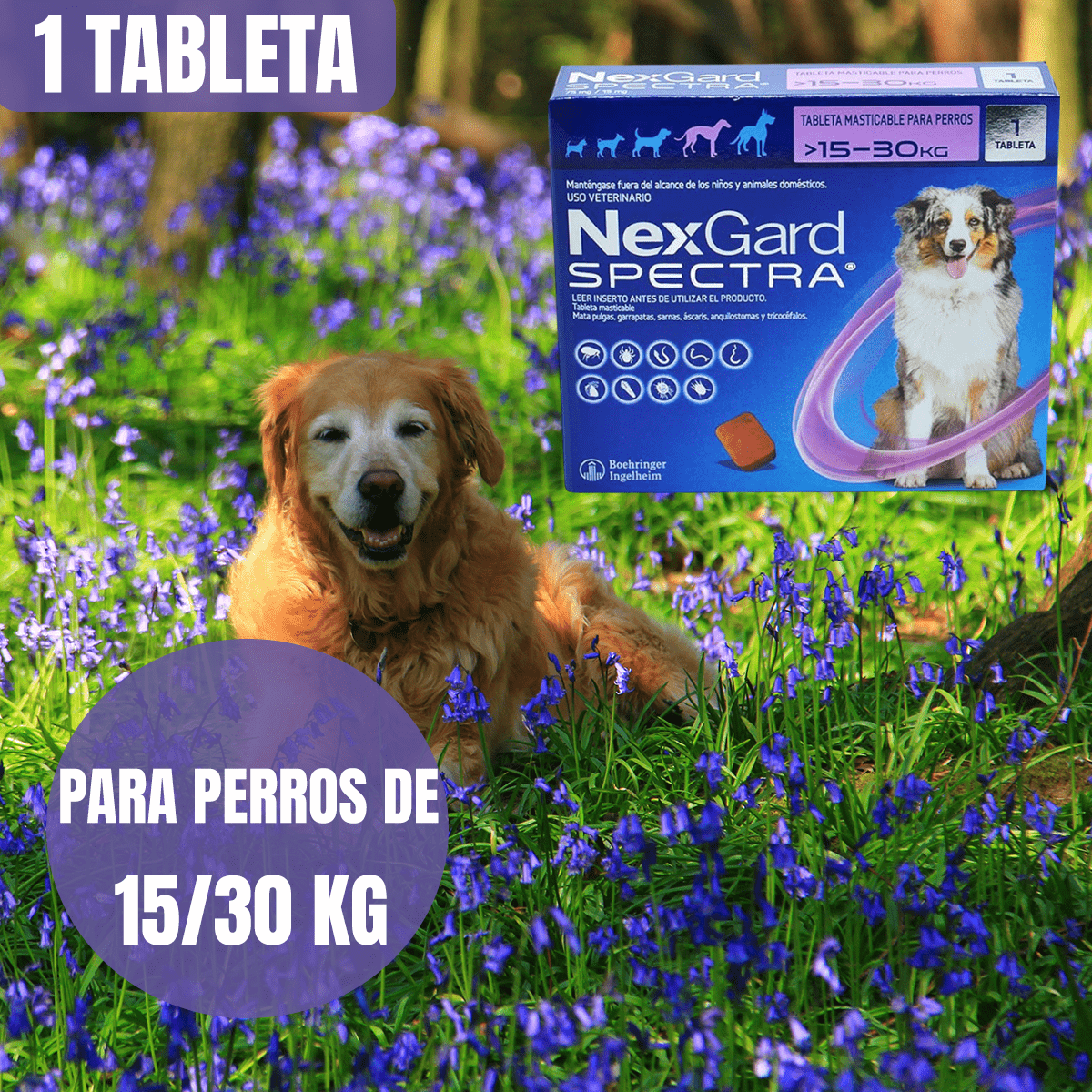 NEXGARD ANTIPULGAS Y GARRAPATAS PARA PERROS - FridaPets - Perro - Salud y bienestar - FridaPets